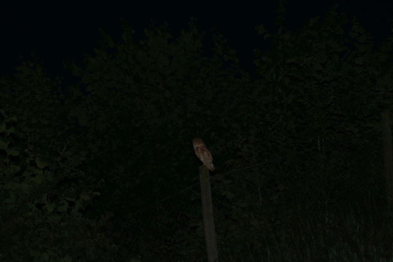 Barn Owl at night 1 Copyright: Barn Owl Trust