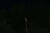 Barn Owl at night 1