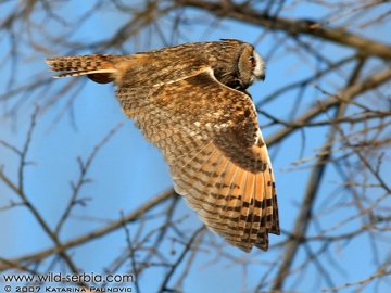 Long-eared Owl in flight Copyright: Katarina Paunovic