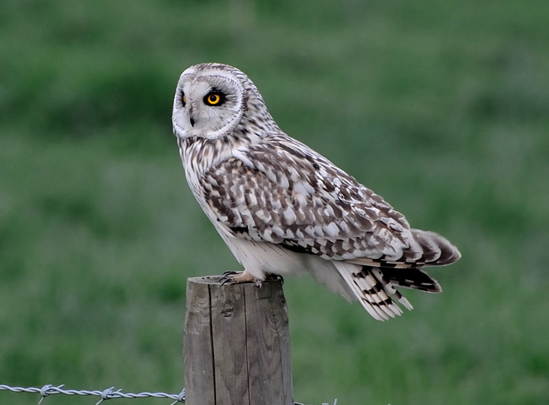 Short-eared Owl perched 2 Copyright: David Pearson