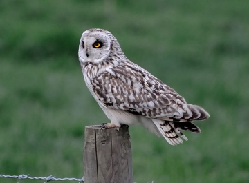 Short-eared Owl perched 2 Copyright: David Pearson
