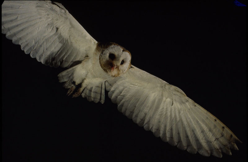 Barn Owl in headlights 2 Copyright: Muzz Murray