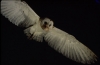 Barn Owl in headlights 2 Copyright: Muzz Murray