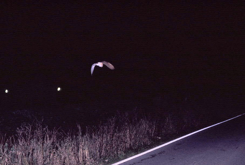 Barn Owl in headlights 1 Copyright: Inigo Fajardo