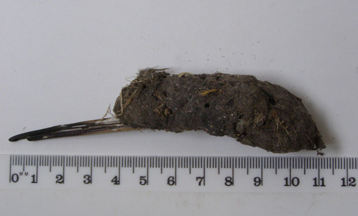 Barn Owl pellet containing Woodcock skull Copyright: Barrie Watson