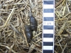 Fox faeces 3 Copyright: Barn Owl Trust