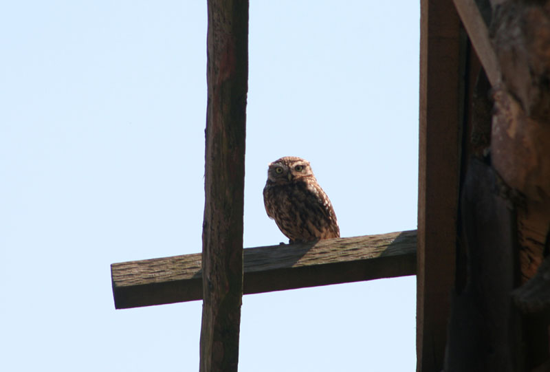 Little Owl 2 Copyright: Barn Owl Trust