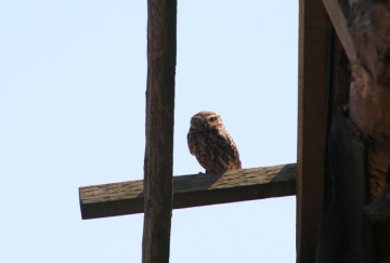 Little Owl 2 Copyright: Barn Owl Trust