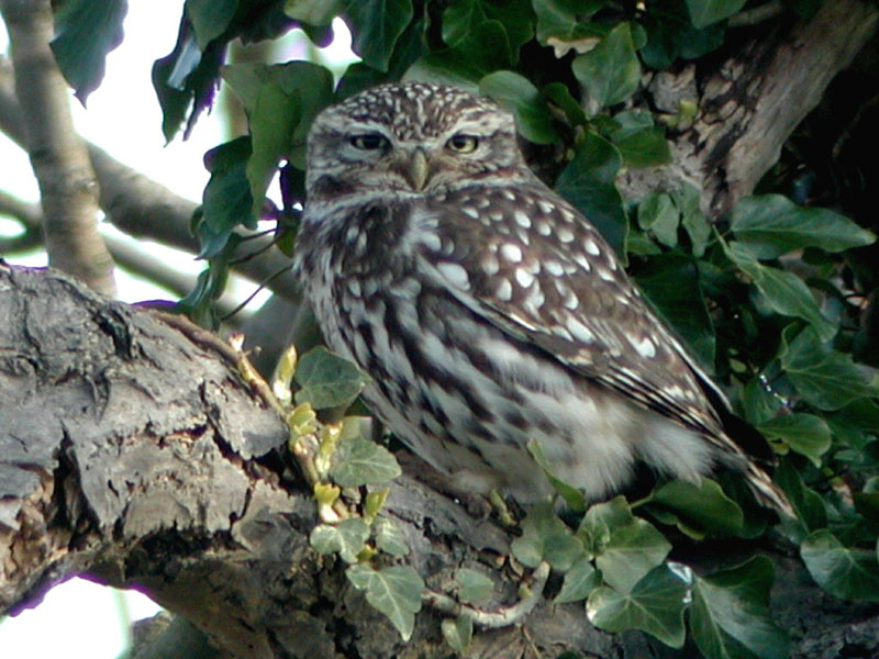 Little Owl 1 Copyright: Barn Owl Trust / Nick Sampford