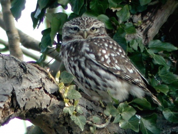 Little Owl 1 Copyright: Barn Owl Trust / Nick Sampford