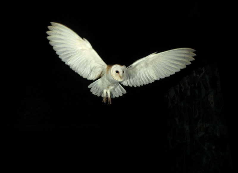 Barn Owl flying in dark Copyright: Kevin Keatley