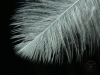 Barn Owl feather
