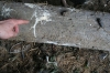 Tawny Owl faeces pellets and feathers