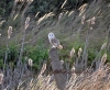 Barn Owl on post