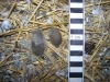 Fox faeces 4 Copyright: Barn Owl Trust