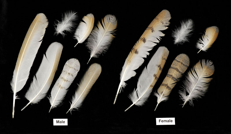 Barn Owl feathers Copyright: Kevin Keatley