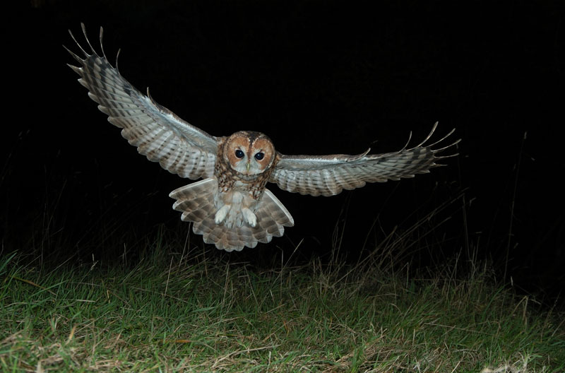 Tawny Owl in flight Copyright: Stephen Powles