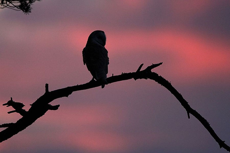 Barn Owl at dusk 2 Copyright: Phil Mclean