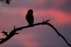 Barn Owl at dusk 2