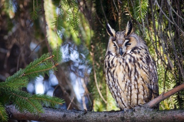 Long-eared Owl Copyright: Zoltan Simon