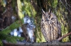 Long-eared Owl