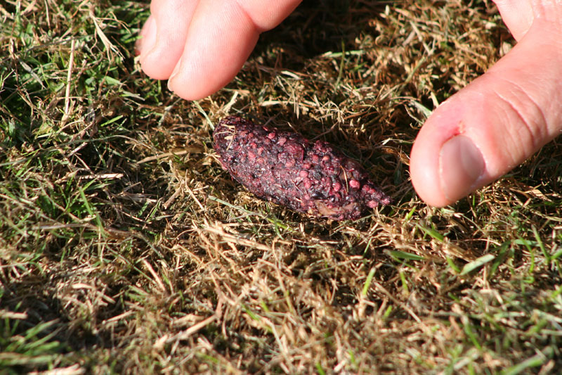 Fox faeces 2 Copyright: Barn Owl Trust