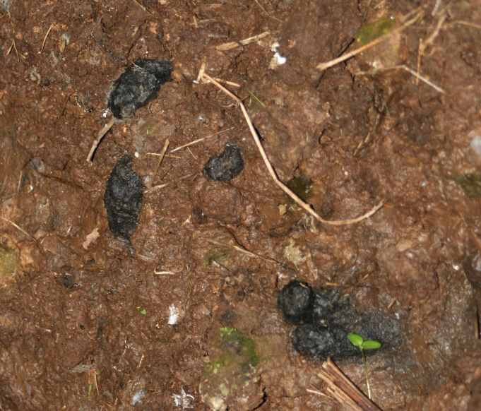 Barn Owl pellets soggy on wet soil Copyright: Barn Owl Trust