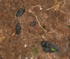 Barn Owl pellets soggy on wet soil Copyright: Barn Owl Trust