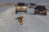 Barn Owl flying across road