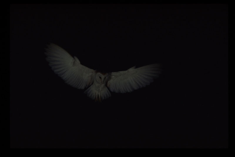 Barn Owl at night in flight 1 Copyright: Kevin Keatley