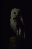 Barn Owl at night with rat Copyright: Terry Browse