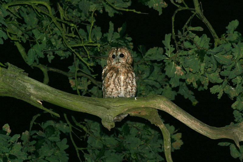 Tawny Owl Copyright: Barn Owl Trust / Nick Sampford