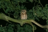 Tawny Owl