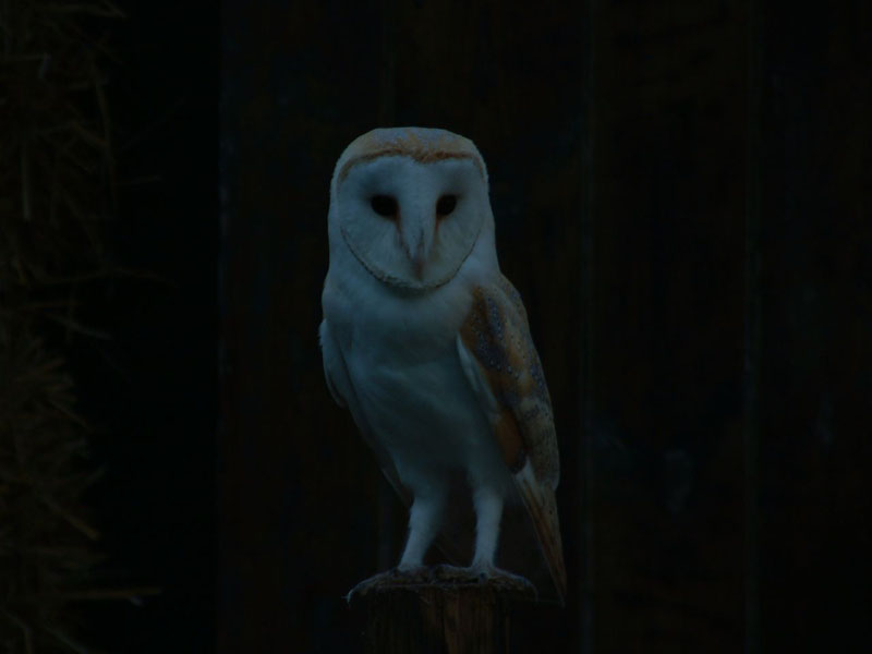 Barn Owl at dusk 1 Copyright: Melanie Lindenthal