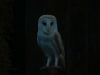 Barn Owl at dusk 1 Copyright: Melanie Lindenthal