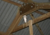 Barn Owl in shed
