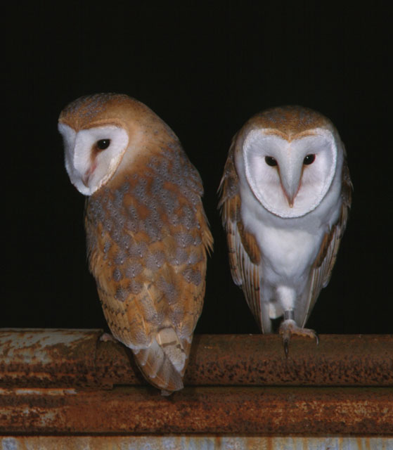Barn Owl front and back Copyright: Kevin Keatley