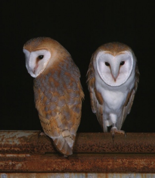 Barn Owl front and back Copyright: Kevin Keatley