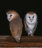 Barn Owl front and back