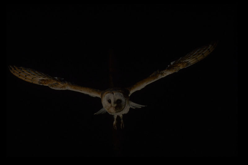 Barn Owl at night in flight 2 Copyright: Muzz Murray