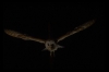 Barn Owl at night in flight 2 Copyright: Muzz Murray