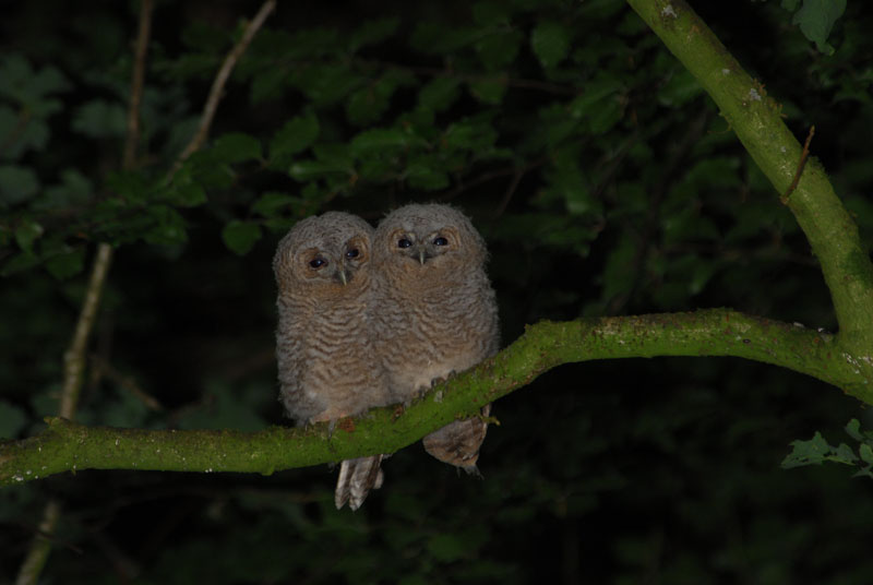 Tawny Owl fledgelings Copyright: Stephen Powles