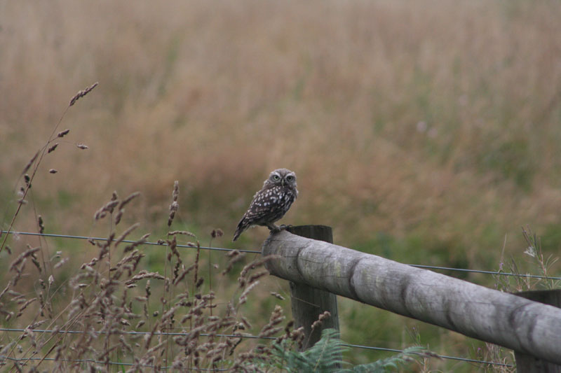 Little Owl juvenile Copyright: Barn Owl Trust