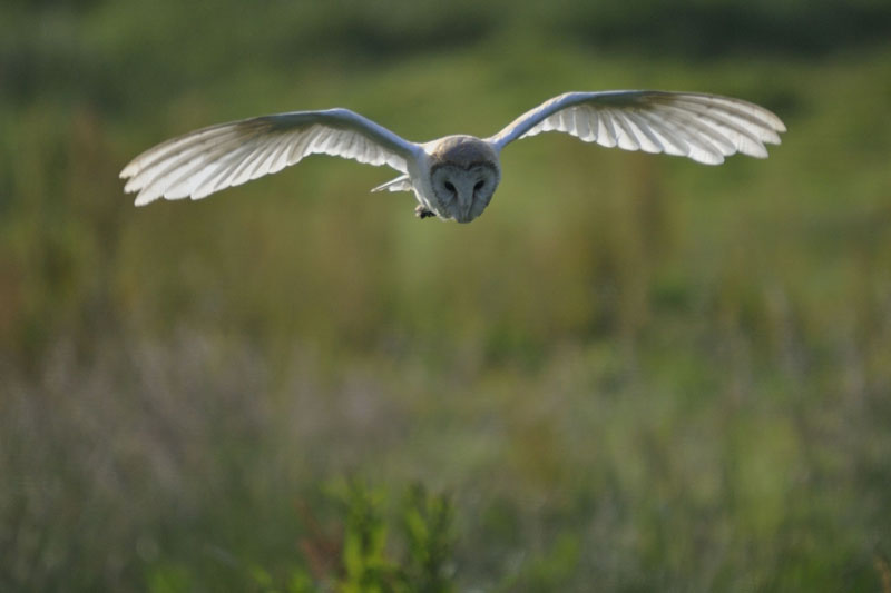 Barn Owl hunting Copyright: Howard Gilmour