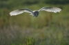 Barn Owl hunting Copyright: Howard Gilmour