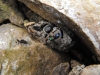 Kestrel pellet