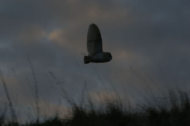 Barn Owl at dusk in flight 1 Copyright: Barn Owl Trust / Nick Sampford