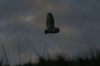 Barn Owl at dusk in flight 1 Copyright: Barn Owl Trust / Nick Sampford