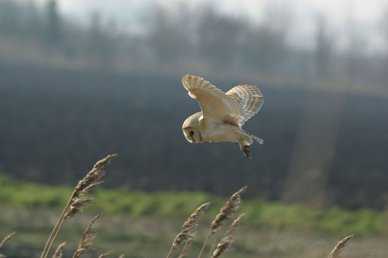 Barn Owl in flight 3 Copyright: Barn Owl Trust / Nick Sampford