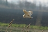 Barn Owl in flight 3 Copyright: Barn Owl Trust / Nick Sampford